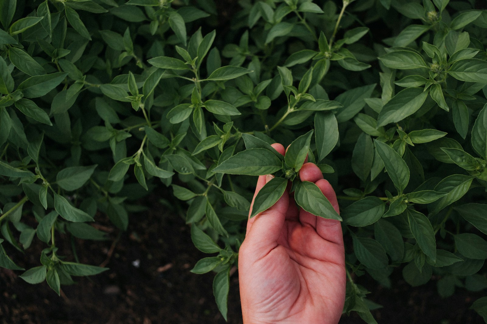 person holding green leaves during daytime